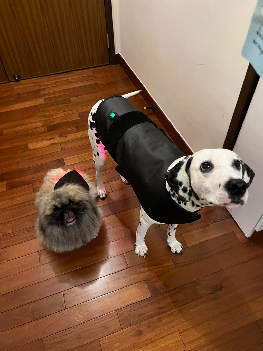 PawchelinHK 醫療級寵物紅光披肩