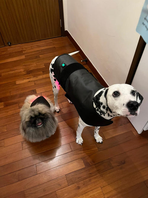 PawchelinHK 醫療級寵物紅光披肩